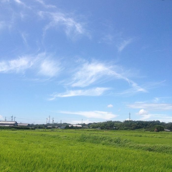 蕎麦の畑